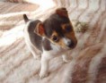 /album/fotogaleria1/jack-jpg/